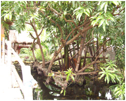 Mediong Image